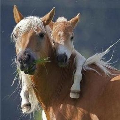 Profile Picture of @alaoui_mahdi (@alaoui_mahdi) on Twitter