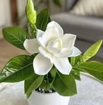 Profile Picture of Laif Lain (@Laif-Lain) on Facebook