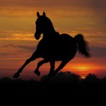 Profile Picture of Casey P (@poseyp11) on Instagram