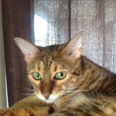 Profile Picture of Valerie Dickson (@icekol61) on Twitter