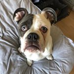 Profile Picture of Winnie Heley (@winnie_theoldenglishbulldog) on Instagram