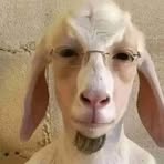 Profile Picture of Darci Emanuel Croquer (@Darci-Emanuel-Croquer) on Facebook