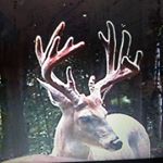 Profile Picture of Shaun Olson (@tower40whitetails) on Instagram