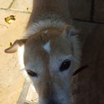 Profile Picture of daniel webster (@winnie_and_buster_the_cutest) on Instagram