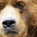 Profile Picture of Christopher Perry (@bear080) on Pinterest