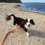 Profile Picture of Jason Wolkersdorfer (@insel_hund) on Instagram