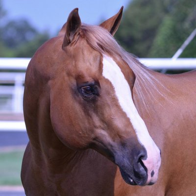 Profile Picture of McQuay Stables (@McQuayStables) on Twitter
