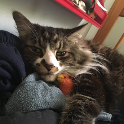 Profile Picture of Ami Weaver 👩🏻‍💻 (@ami_weaver) on Twitter