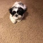 Jill Swartz - Instagram Profile Picture of Jill Swartz (@swartz.jill) on Instagram