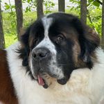 Profile Picture of Gummy (@steven.vanover) on Instagram