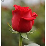 Profile Picture of Bianca Valentino (@thenextbachcouple) on Instagram