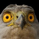 Profile Picture of Andrew Hawks (@hawklikethebird12) on Instagram