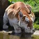 Profile Picture of Divon shawn van wyk (@zombeast1) on Instagram