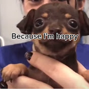 Profile Picture of Dominick Chavez (@jrex13likespugs) on Youtube