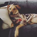 Profile Picture of H A R O L D    🐕 (@bonethugsnharold) on Instagram