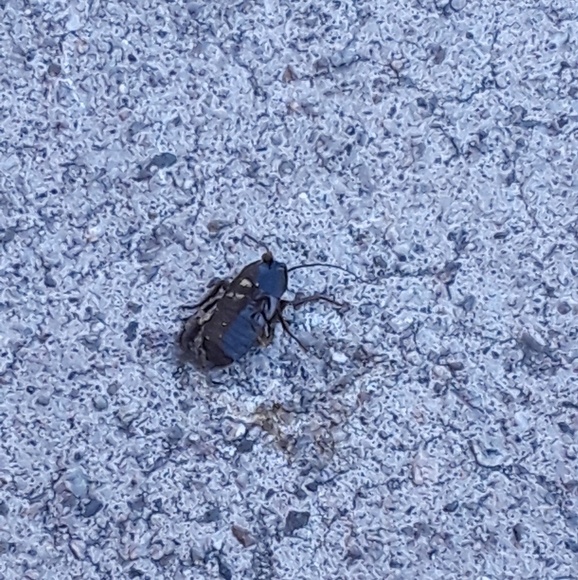 Profile Picture of Ileana Mendez (@ileana1102) on Poshmark