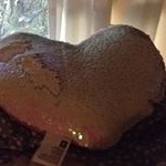 Never Give Up On Your Dreams - Instagram Profile Picture of Never Give Up On Your Dreams (@maya_lily_cronk_) on Instagram