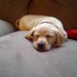 Profile Picture of Mike Clemenson (@mikefatboyzfab) on Instagram