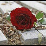 laith - Instagram Profile Picture of laith (@laithmuthanna) on Instagram