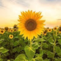 Profile Picture of Jessica Plonski (@jessica-plonski) on Quora