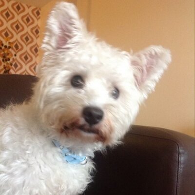 Profile Picture of Basil The Dog (@BasilWeeChon) on Twitter