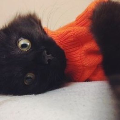 Profile Picture of Robin Robbins (@robin_is_boss14) on Twitter