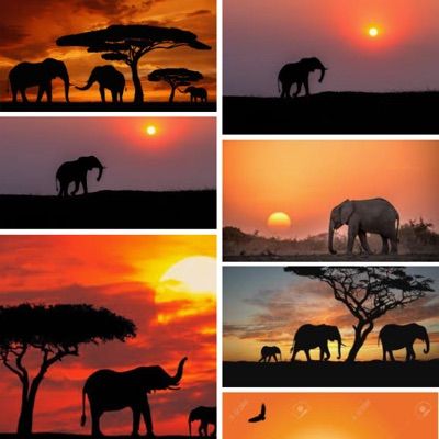 Profile Picture of Scarlett Fowler (@elephantfun101) on Tiktok