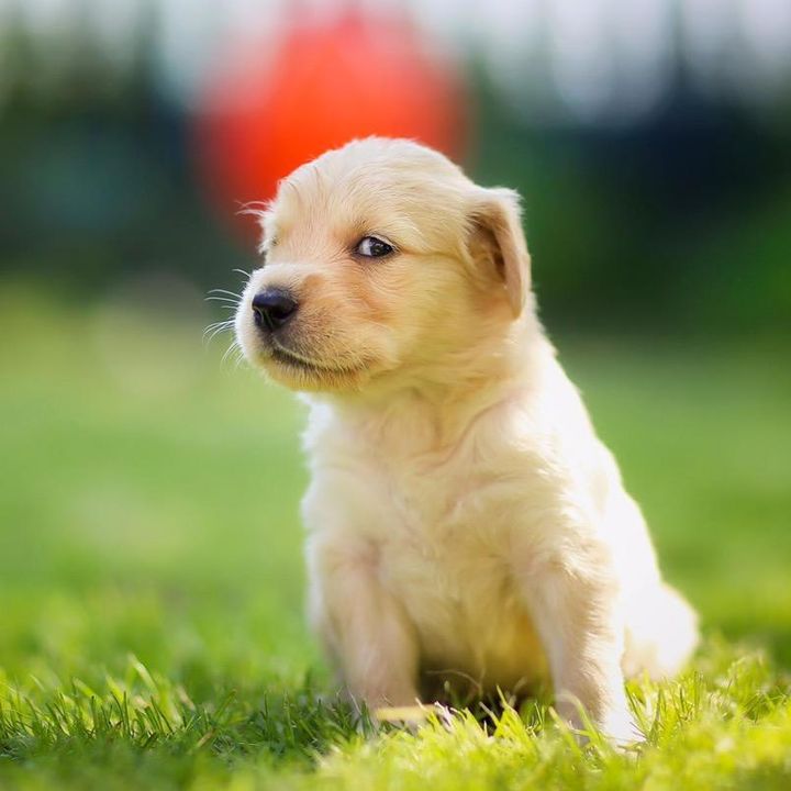 Profile Picture of Love pets (@peterccb) on Tiktok