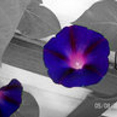 Profile Picture of Candace Walsh (@280dstny) on Twitter