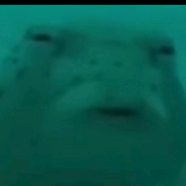 Profile Picture of Duck (@douglaswiemer) on Tiktok