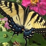 Profile Picture of Aaron Rosenbaum (@baumer1985) on Instagram