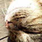 Profile Picture of Daisy B (@Daisy B) on Flickr