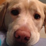 Profile Picture of Buddy Carter (@buddy_the_dog_09) on Instagram