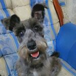 Profile Picture of KIMBA🐶 (@kimba_schnauzer) on Instagram