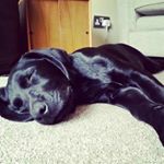 Profile Picture of Scott Huntley (@scottyrunrun1982) on Instagram