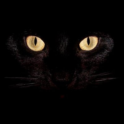 Profile Picture of Amanda Guess (@guesstimated) on Twitter