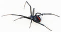 Profile Picture of Redback spideron Wikipedia