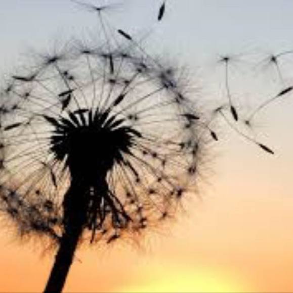 Profile Picture of Denise James (@groveport) on Poshmark