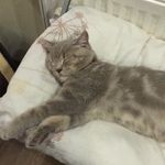 Profile Picture of Scotish_straight_kumpir (@scotish_straight_kumpir) on Instagram