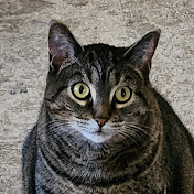 Profile Picture of Josh Cannon (@joshcannon8405) on Youtube