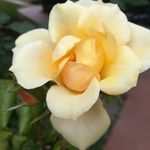 Profile Picture of Pinuccia Nerviani (@nervianipinuccia) on Instagram