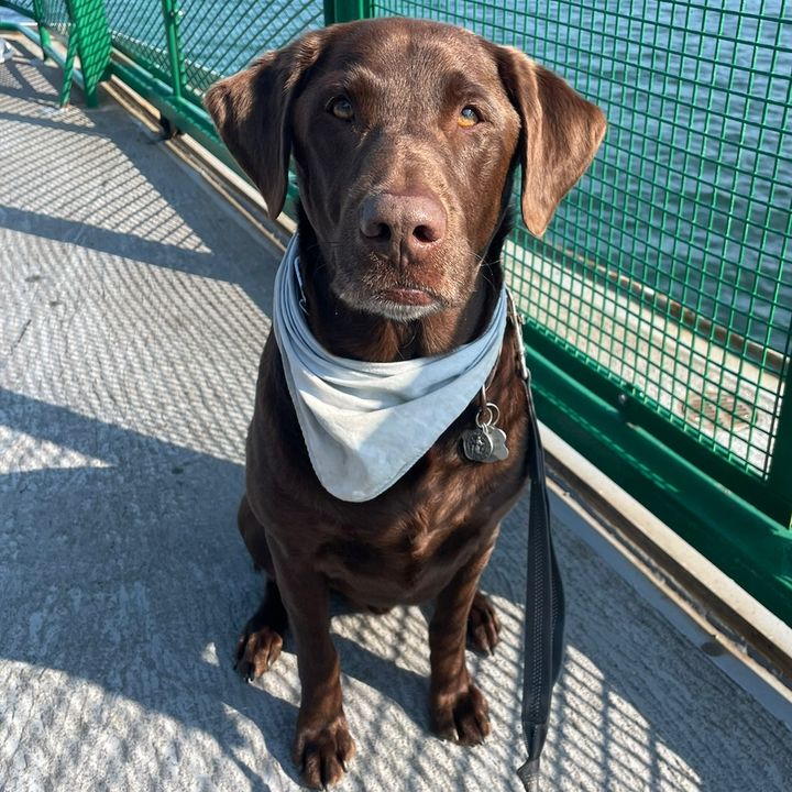 Profile Picture of Remington (@remingtonthechocolatelab) on Tiktok