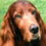 Profile Picture of Robin Blackwell (@the blackwells) on Flickr