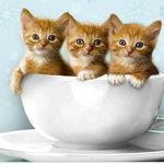 Profile Picture of Why_Cats_Are_Better_Than_Dogs (@why_cats_are_better_than_dogs) on Instagram