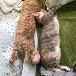 Profile Picture of Baxter & Hana (@baxter.and.hana) on Instagram