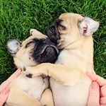 Profile Picture of Kevin and Barney (@kevinandbarney) on Instagram