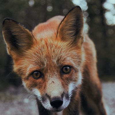 Profile Picture of Michael Lage (@MichaelLage10) on Twitter