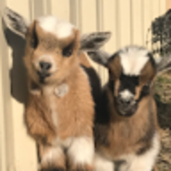 Profile Picture of Audrey Thomas (@audreythomas913) on Poshmark