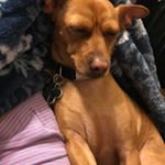 Kyle Chappell - Instagram Profile Picture of Kyle Chappell (@kylekong40) on Instagram