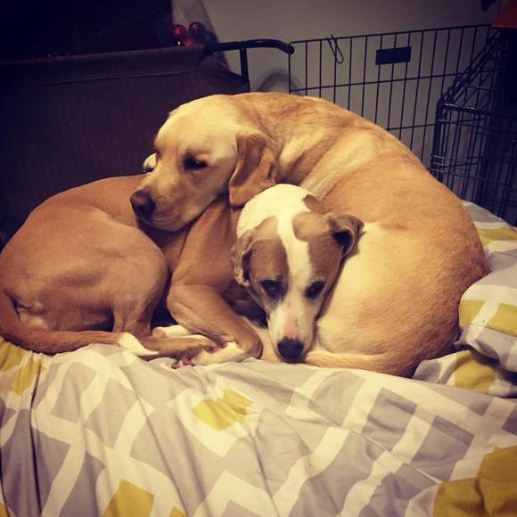 Profile Picture of Joey Murello (@joeymurello) on Poshmark